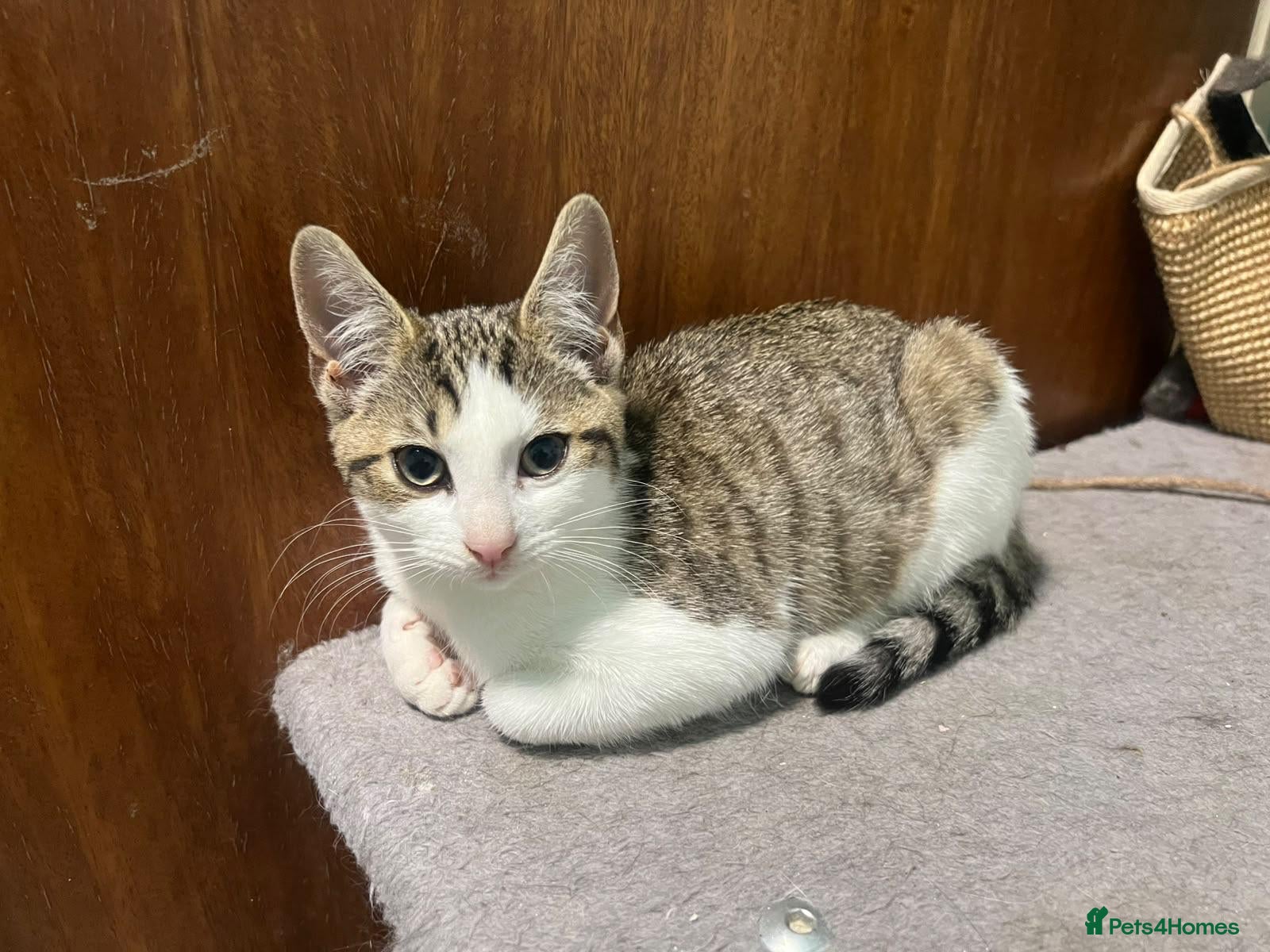Mixed Breed cats Cute Cabbage looking for a home - Advert 5