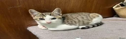 Mixed Breed cats for adoption: Cute Cabbage looking for a home - Advert 1