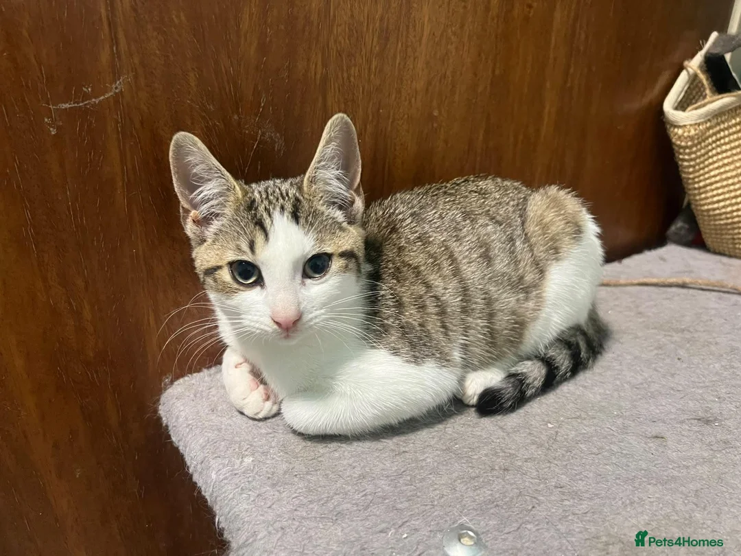 Mixed Breed cats for adoption: Cute Cabbage looking for a home - Advert 1