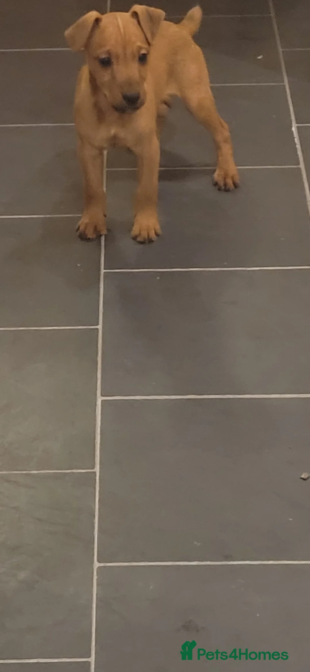 Patterdale Terrier dogs for sale: 13 week old Patterdale pups. - Advert 2