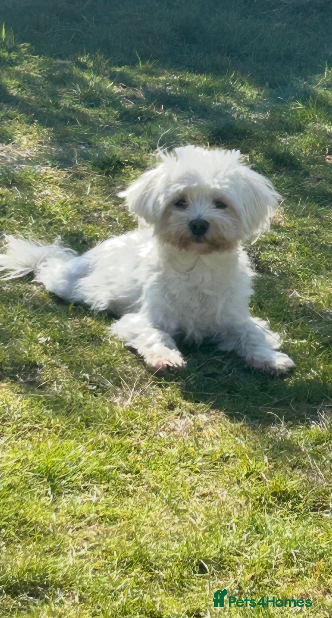 Maltipoo dogs for sale: Adorable Maltipoo Pups - Image 20
