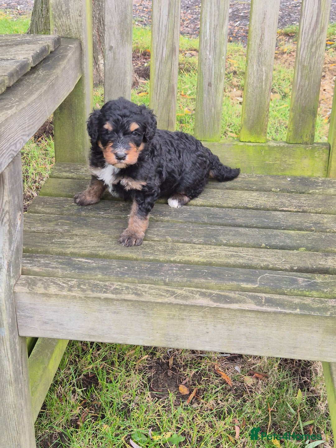 Bernedoodle dogs for sale: F1 Bernedoodle - Advert 5