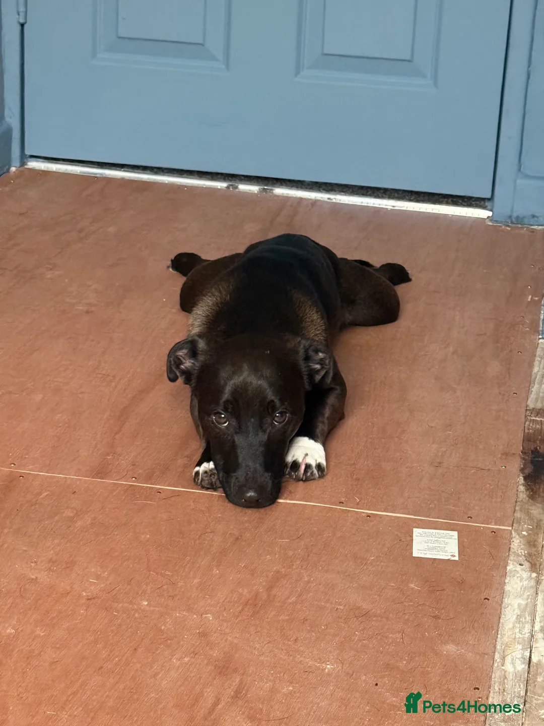 Patterjack dogs for sale: Patterjack  in Castleford - Advert 5