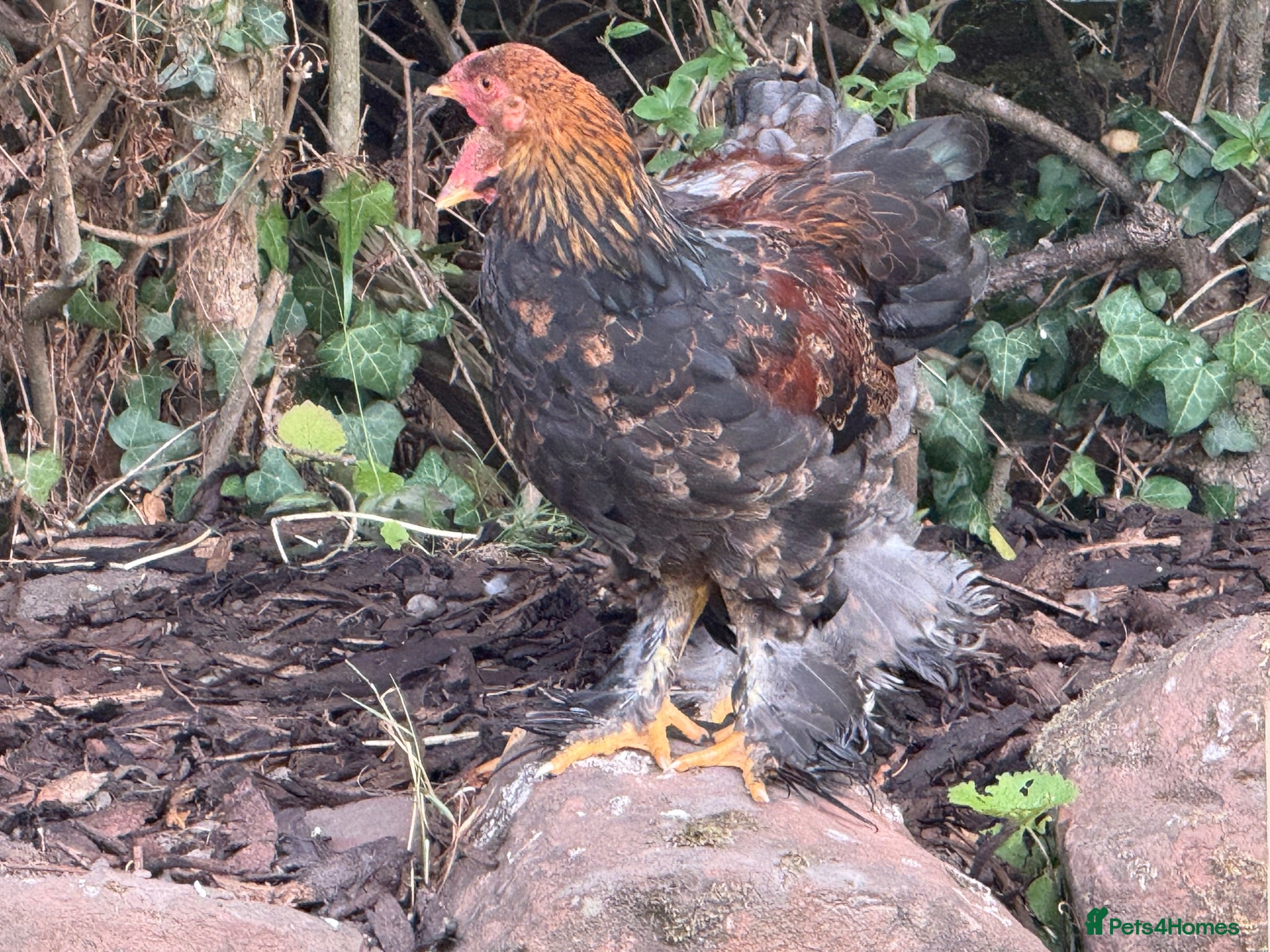 Chickens poultry Lavender partridge Bantam Brahma & pekin cockerels - Advert 2