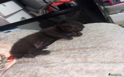 Mixed Breed cats for sale: Sphynx cross kittens - Image 9