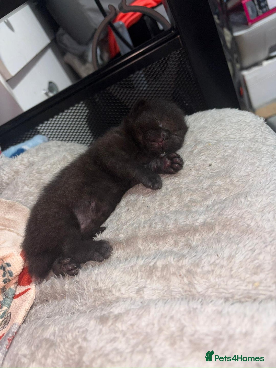 Mixed Breed cats for sale: Sphynx cross kittens - Image 9
