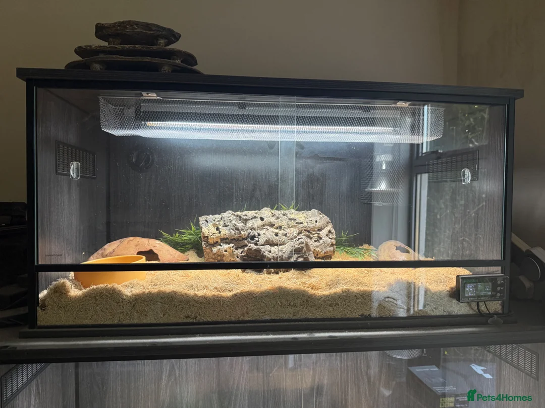 Snake reptiles for sale: Hognose with full prorep vivarium setup - Advert 2