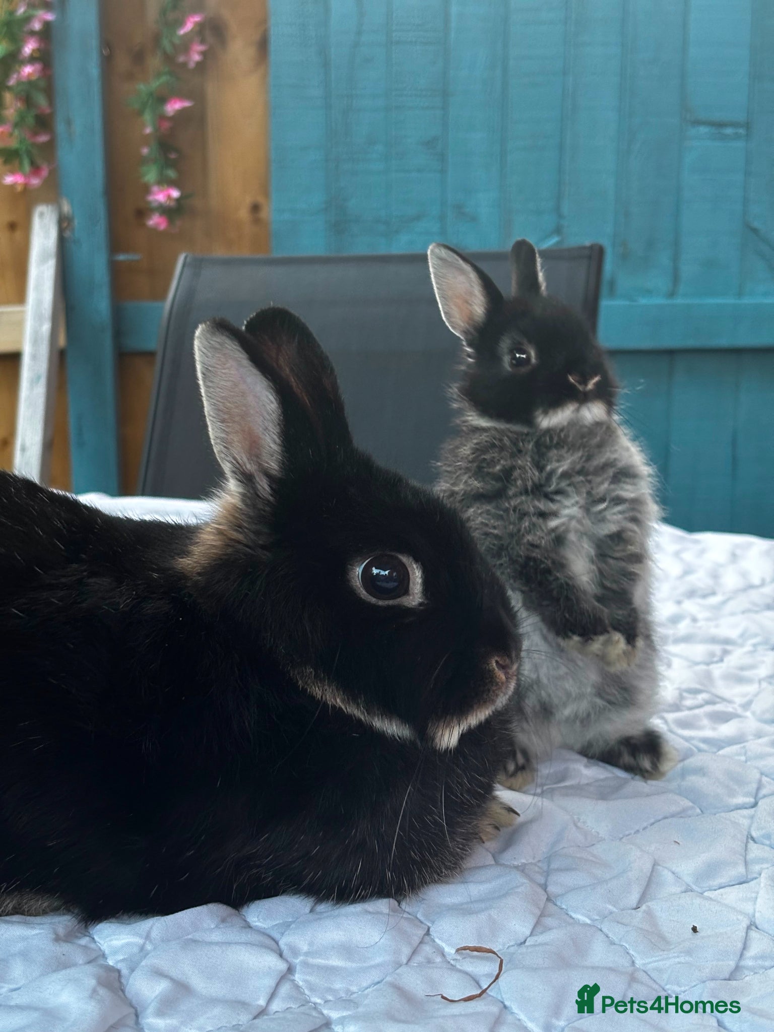 Netherland Dwarf rabbits Baby rabbits  - Advert 2