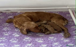 Cockapoo dogs for sale: Quality Cockapoo puppies - Image 5