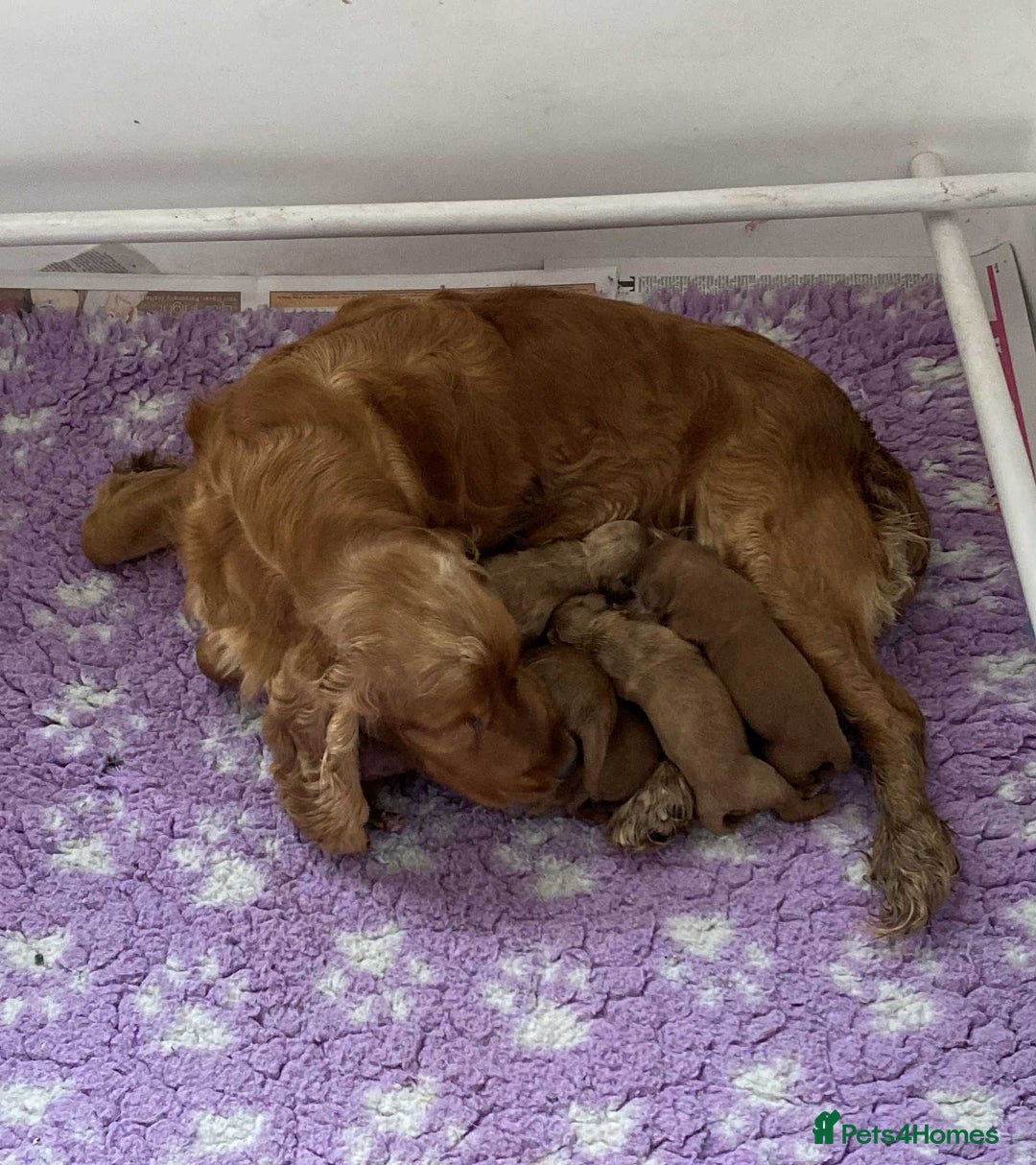 Cockapoo dogs for sale: Quality Cockapoo puppies - Image 5