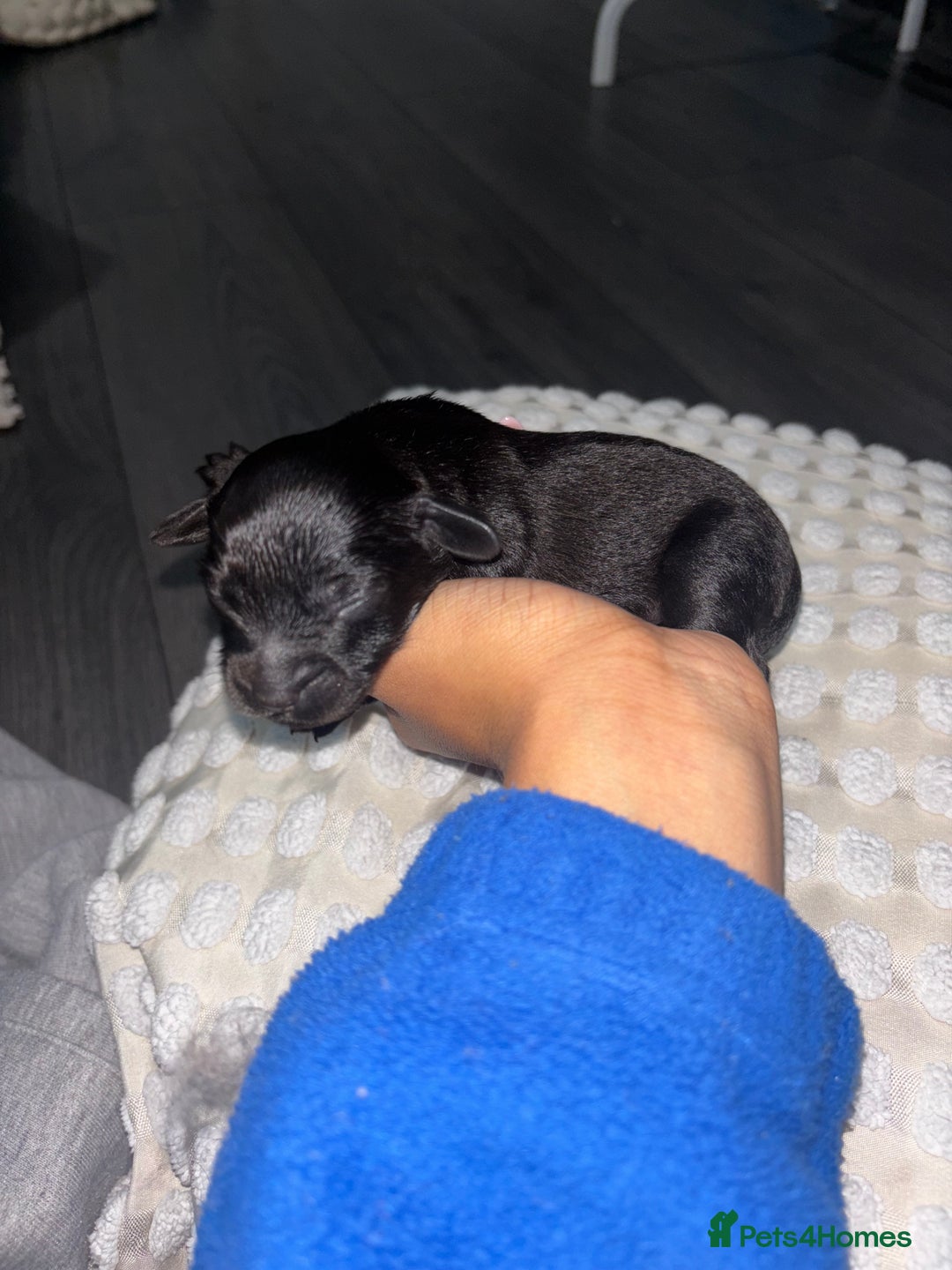 Mixed Breed dogs for sale: LAST PUPPY  PICK UP 12 Jan - Advert 16