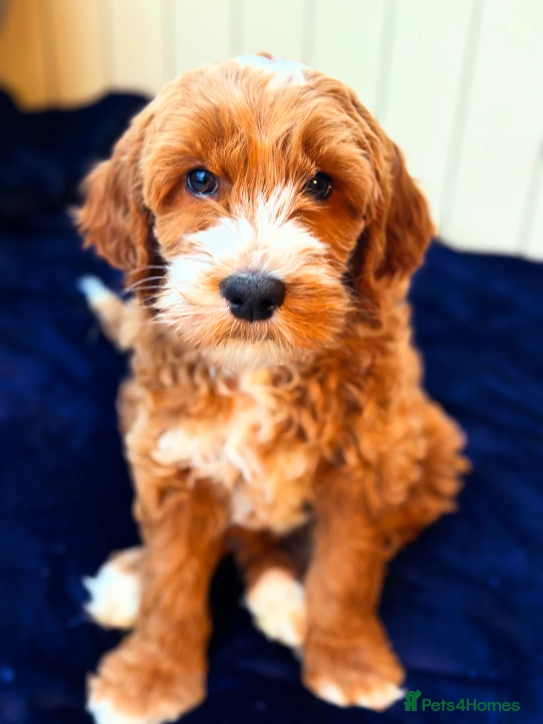 Goldendoodle dogs for sale: WAITING LIST- Australian Labradoodle RED&White TUX - Advert 1