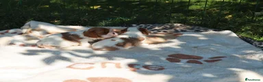 Cavalier King Charles Spaniel 5