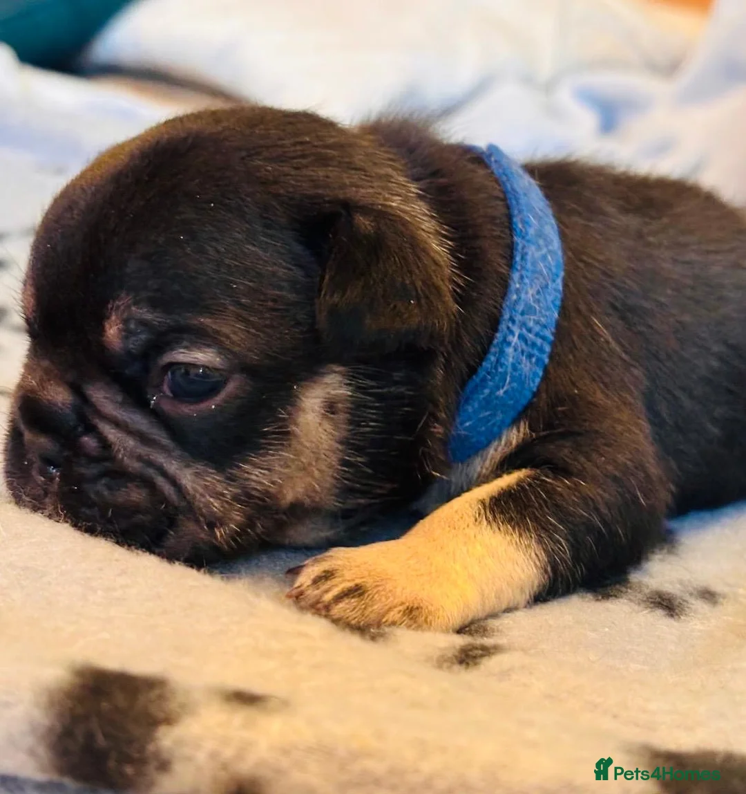 French Bulldog dogs for sale: 🐾 Adorable French Bulldog Puppies 🐾 - Advert 8