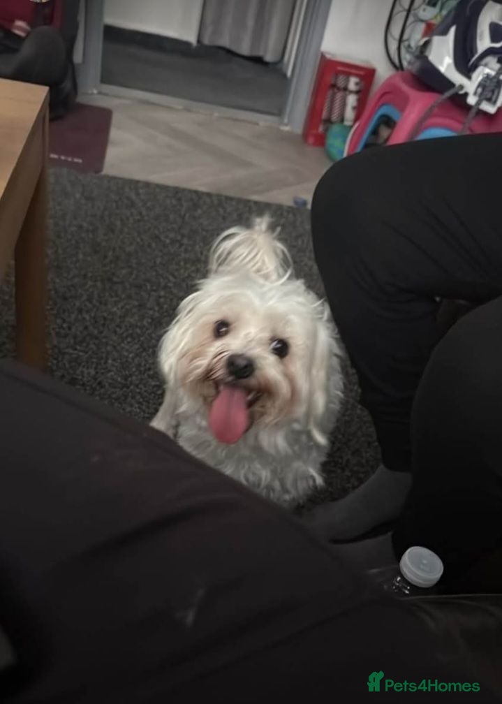 Bichon Frise dogs for sale: Bella Playful female Bichon Frise of 1 year - Advert 2