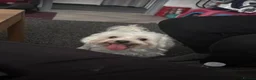 Bichon Frise dogs for sale: Bella Playful female Bichon Frise of 1 year - Advert 1