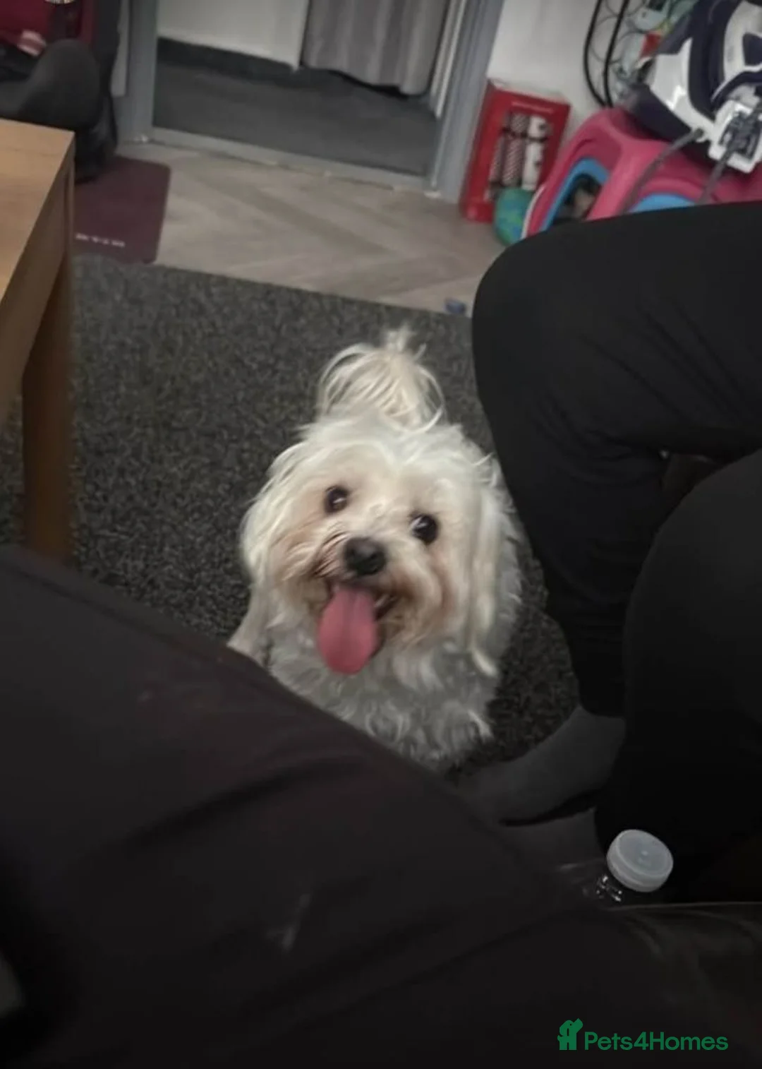 Bichon Frise dogs for sale: Bella Playful female Bichon Frise of 1 year - Advert 1