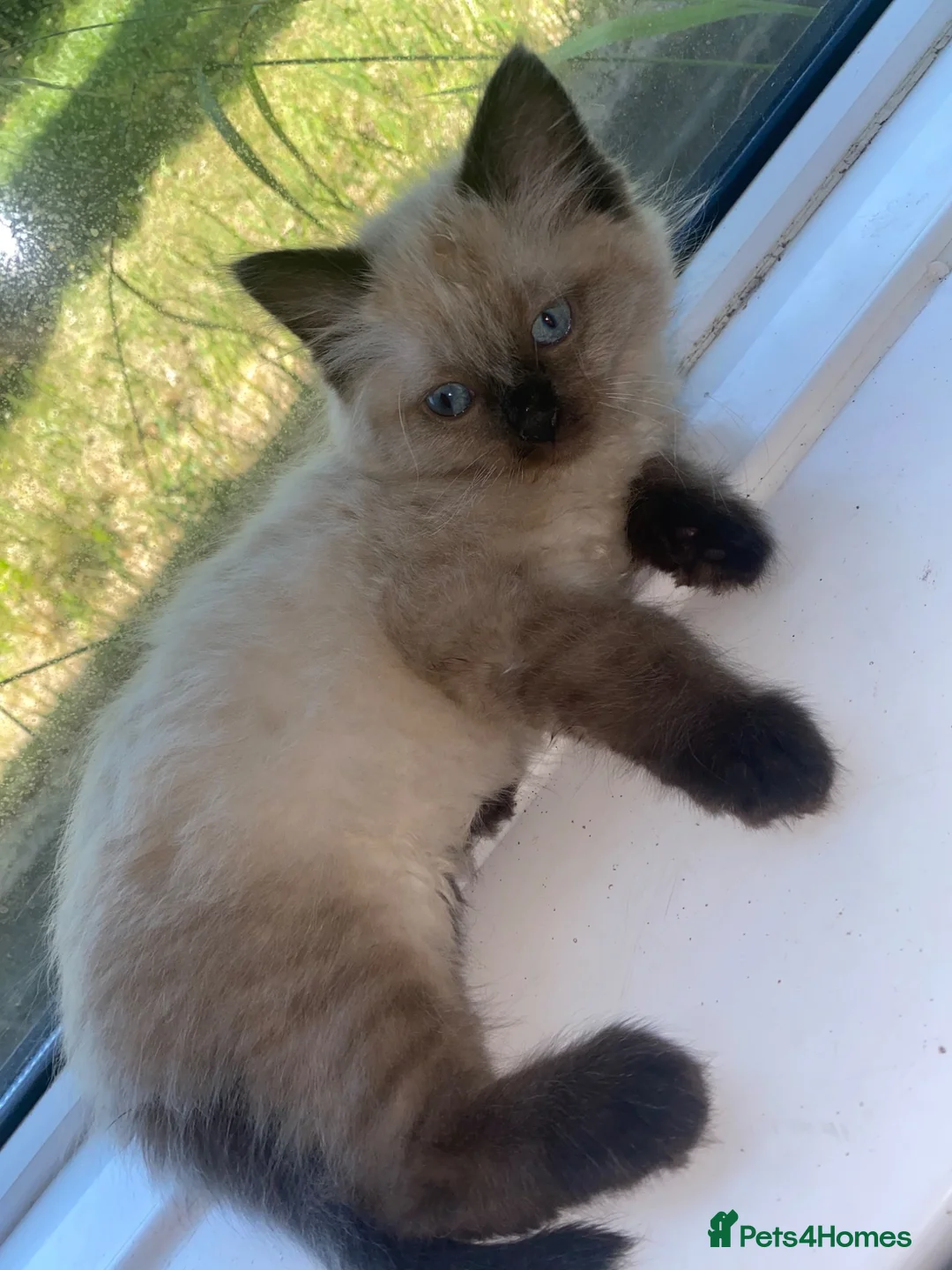 Ragdoll cats for sale: Chocolate minx female ragdoll - Advert 10