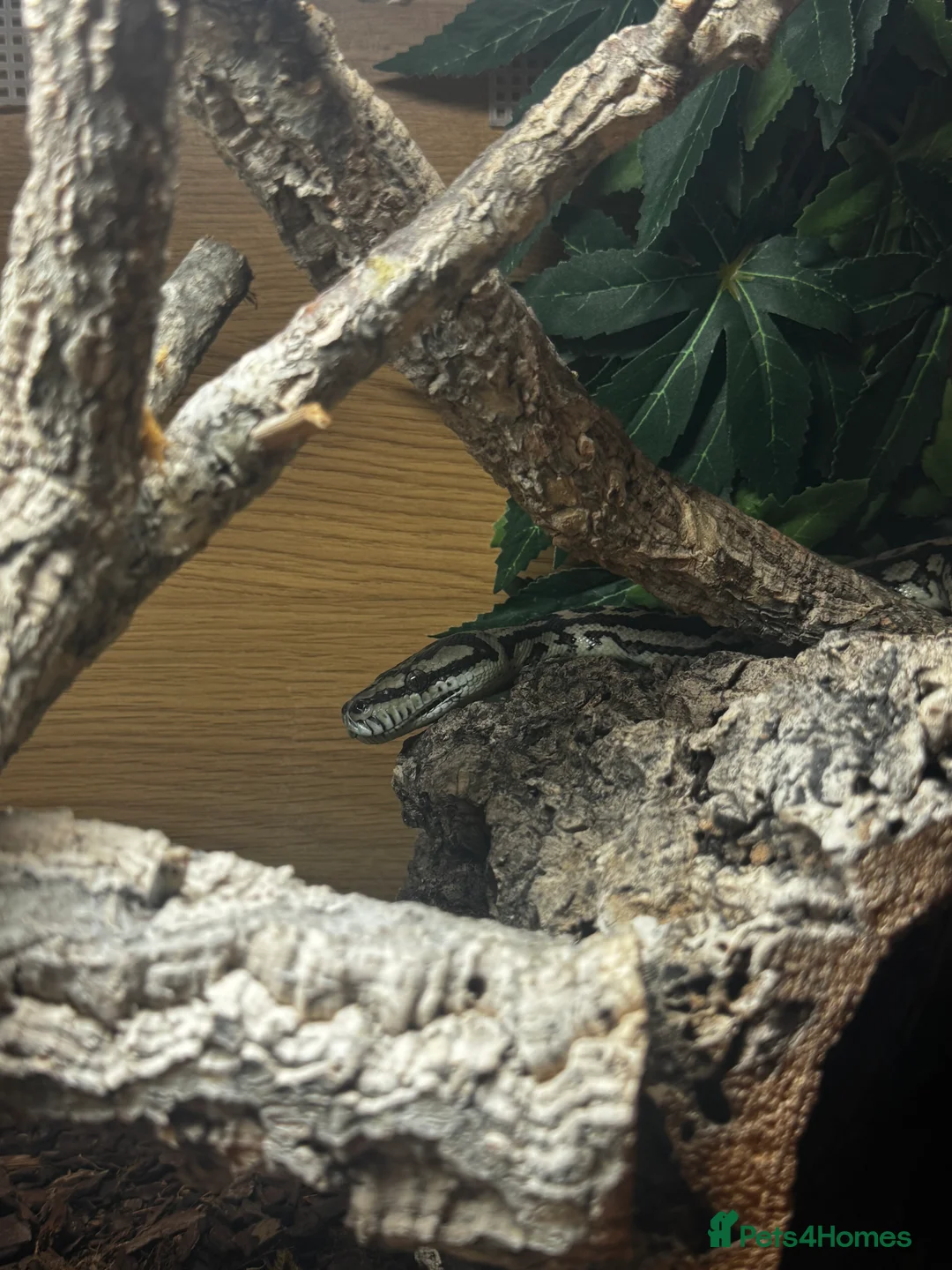 Python Snake reptiles for sale: Carpet python - Advert 7