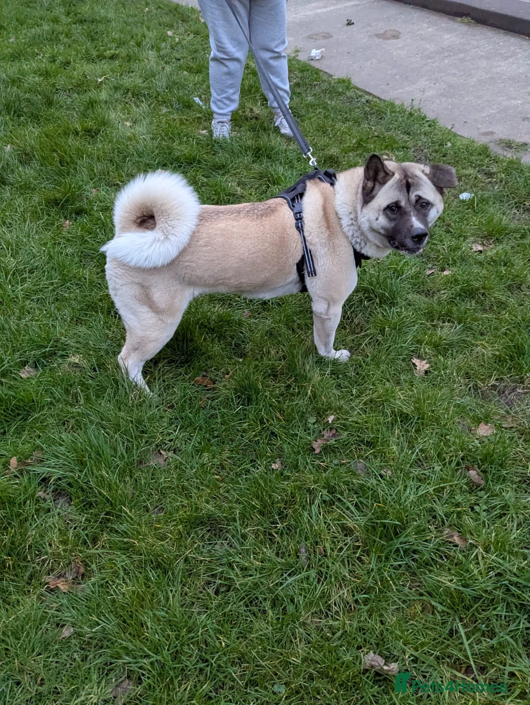 Akita dogs for sale: 2 Year Old American Akita Female - Advert 7