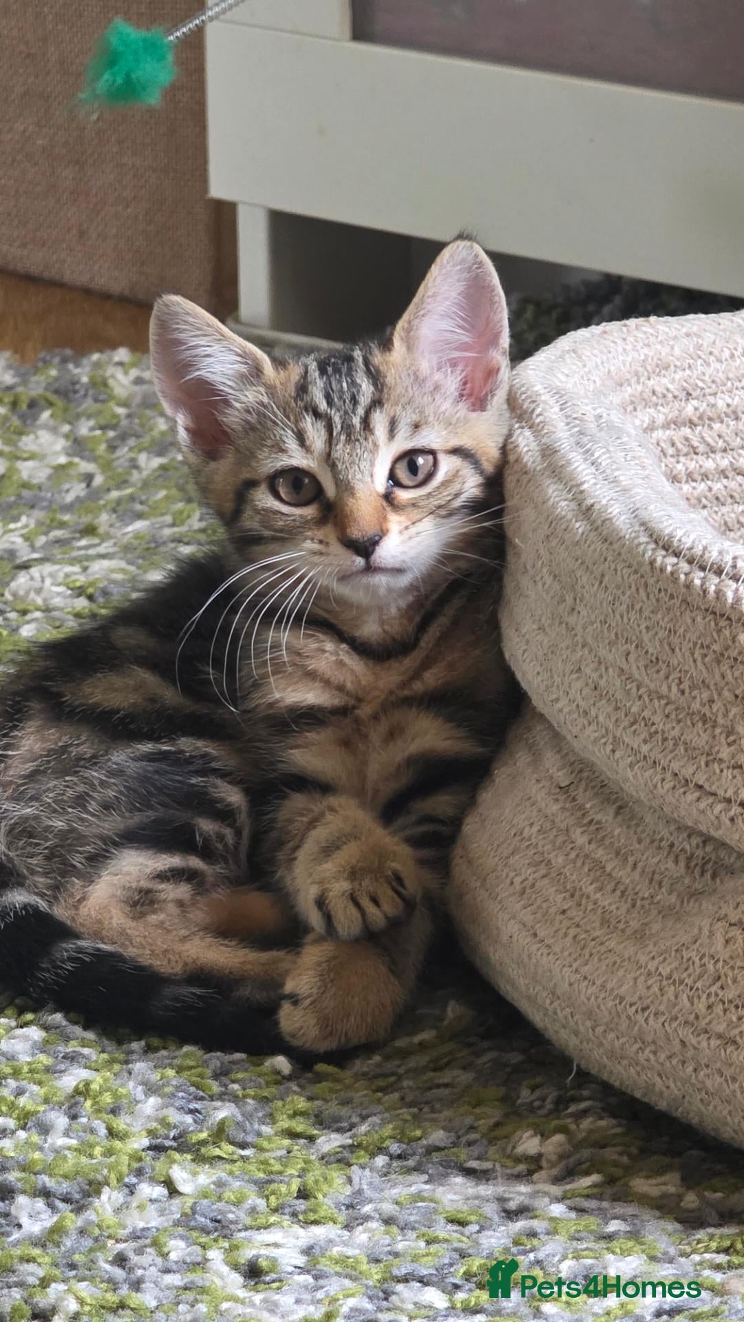 Mixed Breed cats Tabby Female Kitten - Advert 1
