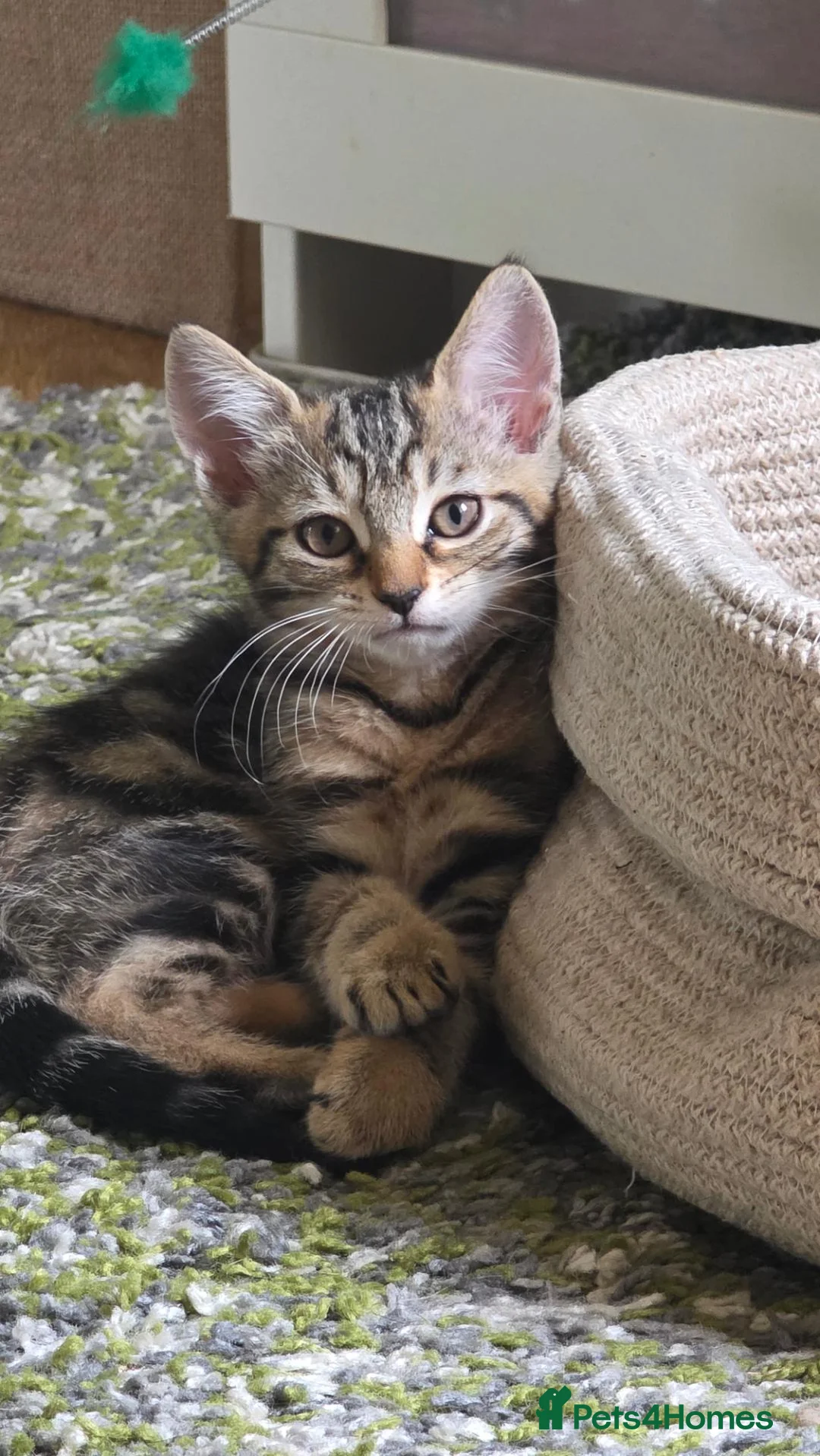 Mixed Breed cats for sale: Tabby Female Kitten - Advert 1