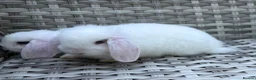 Mini Lop rabbits for sale: Pure bred mini lops - Advert 39