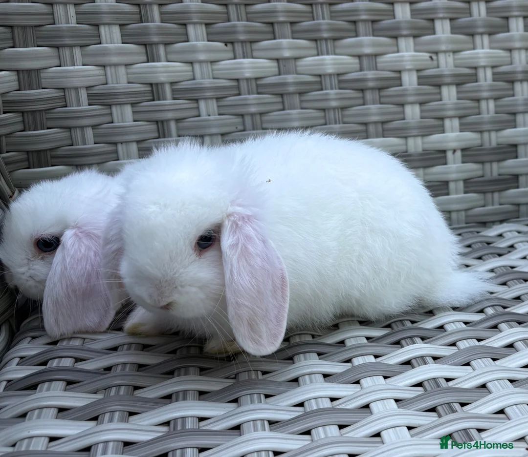 Mini Lop rabbits for sale: Pure bred mini lops - Advert 39