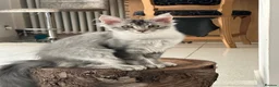 Maine Coon cats for sale: Maine Coon Kitten - Advert 8
