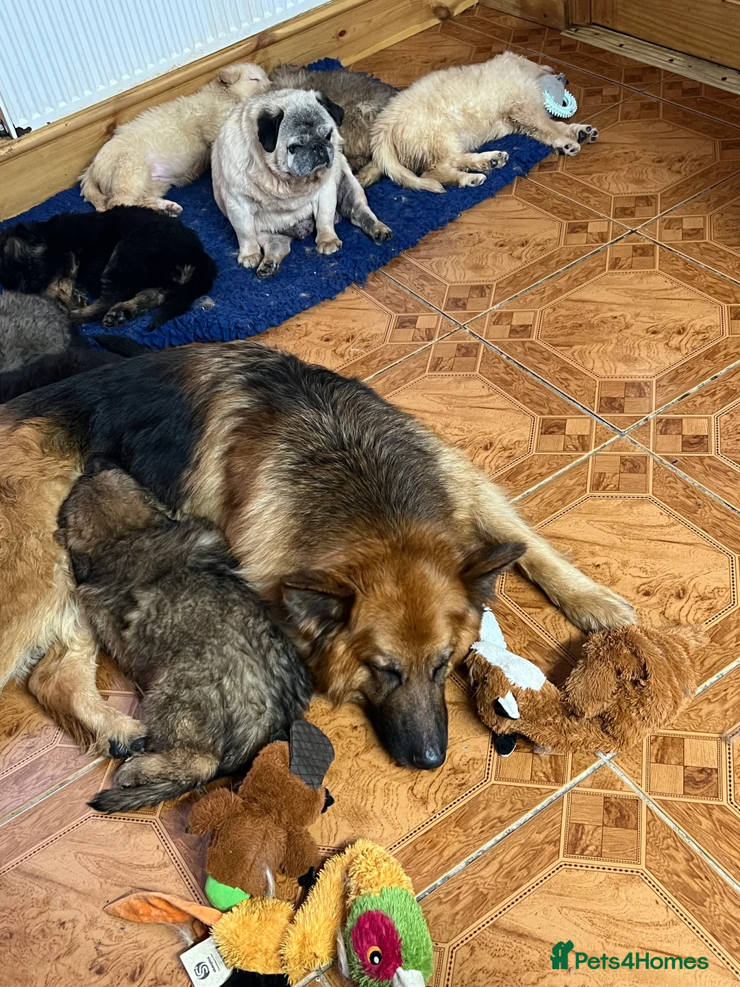 German Shepherd dogs for sale: Beautiful long haired straight back GSD babies  - Advert 8