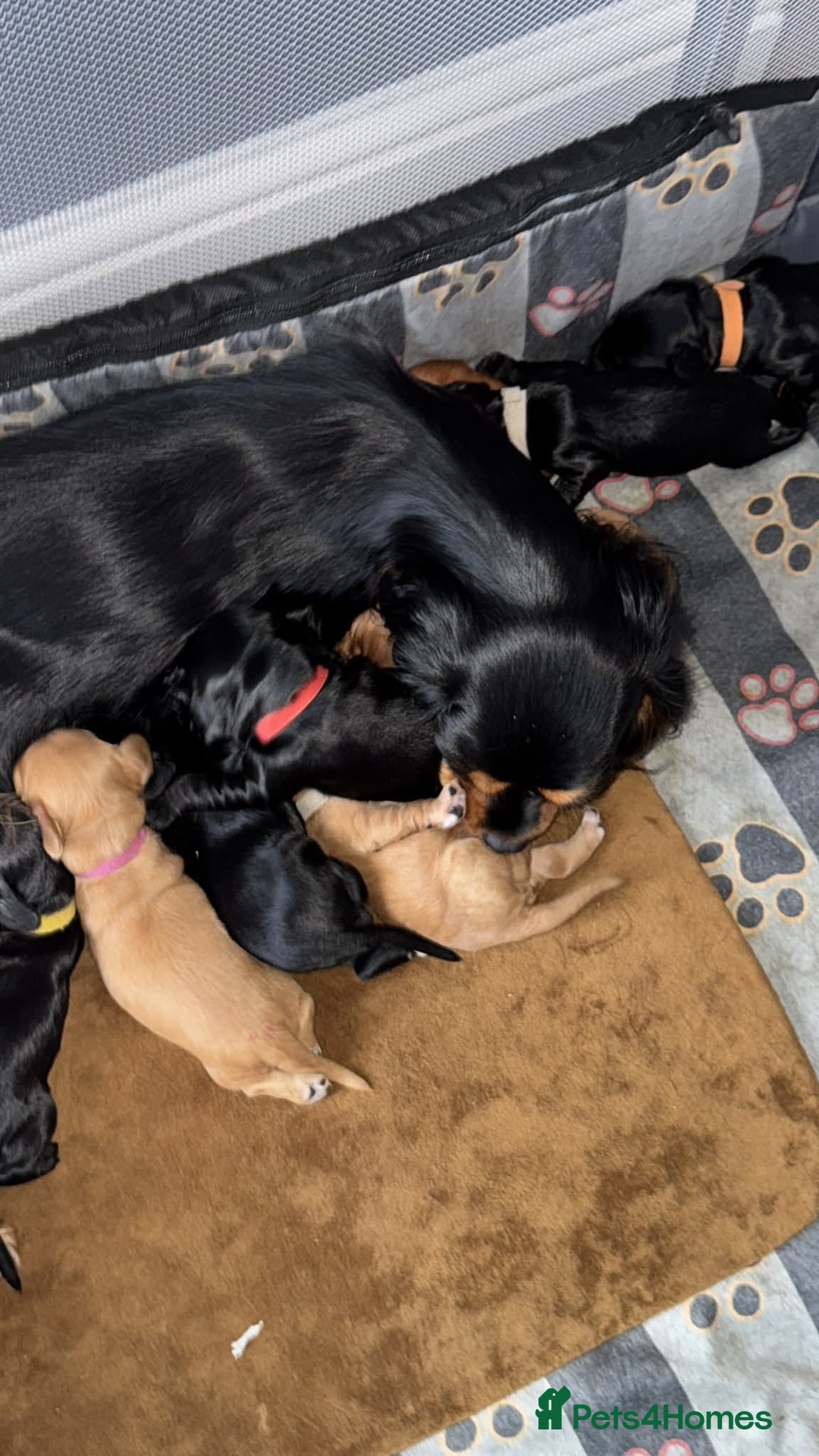 Mixed Breed dogs for sale: Cockalier puppies F1 for sale - Image 7