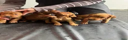 Cocker Spaniel dogs for sale: KC Health Tested Working Cocker Spaniel Puppies - Advert 6