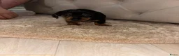 Miniature Dachshund dogs for sale: ✨ KC Lines | Miniature Dachshund Puppies✨ - Advert 12