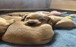 Labrador Retriever dogs for sale: Stunning, KC registered, Fox Red Labrador puppies. - Image 5