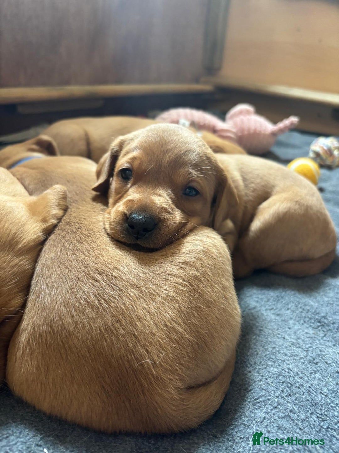 Labrador Retriever dogs for sale: Stunning, KC registered, Fox Red Labrador puppies. - Image 5