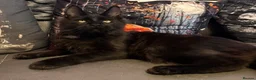 Maine Coon cats for sale: Reduced XL TICA Maine Coon Kitten active possible  - Advert 12