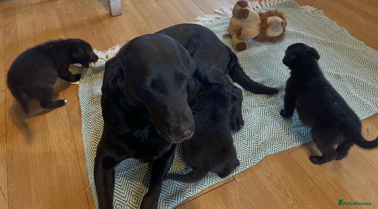 Borador dogs for sale: Collie x Labrador’s  - Advert 4