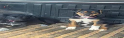 Huntaway dogs for sale: Beautiful Huntaway X Collie Pups - Advert 6