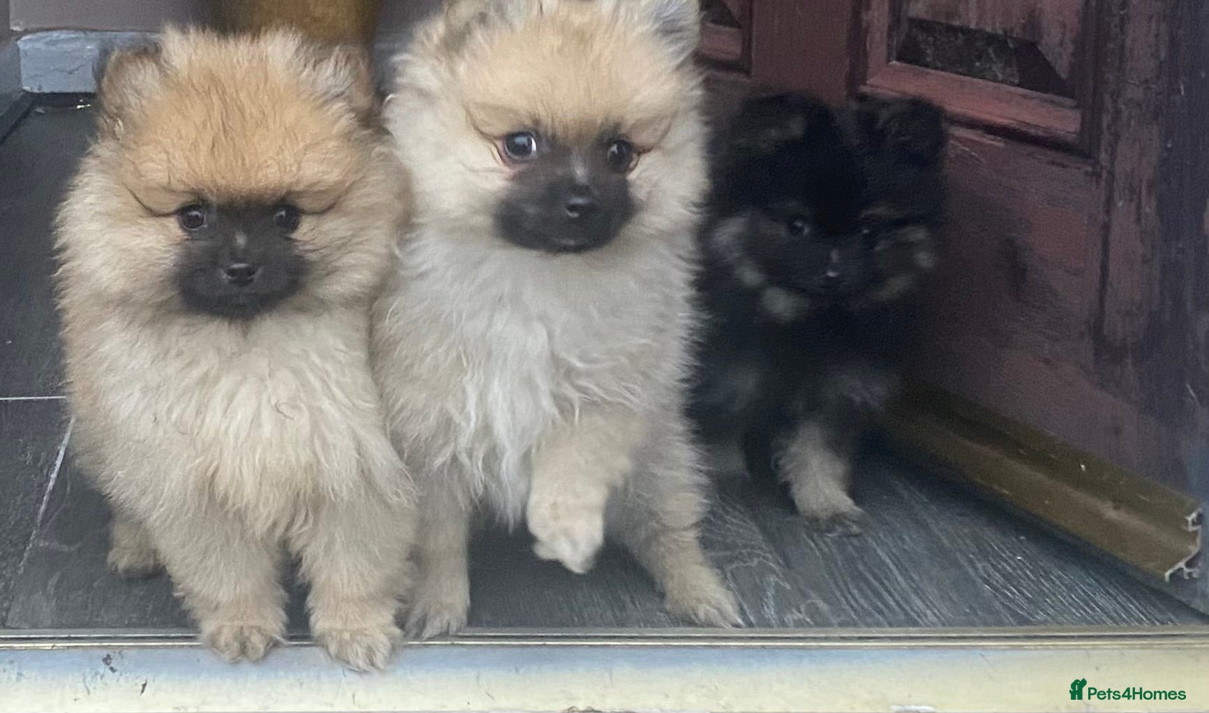 Pomeranian dogs Xs Pomeranian puppies  - Advert 12