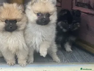 Pomeranian dogs Xs Pomeranian puppies - Advert 12