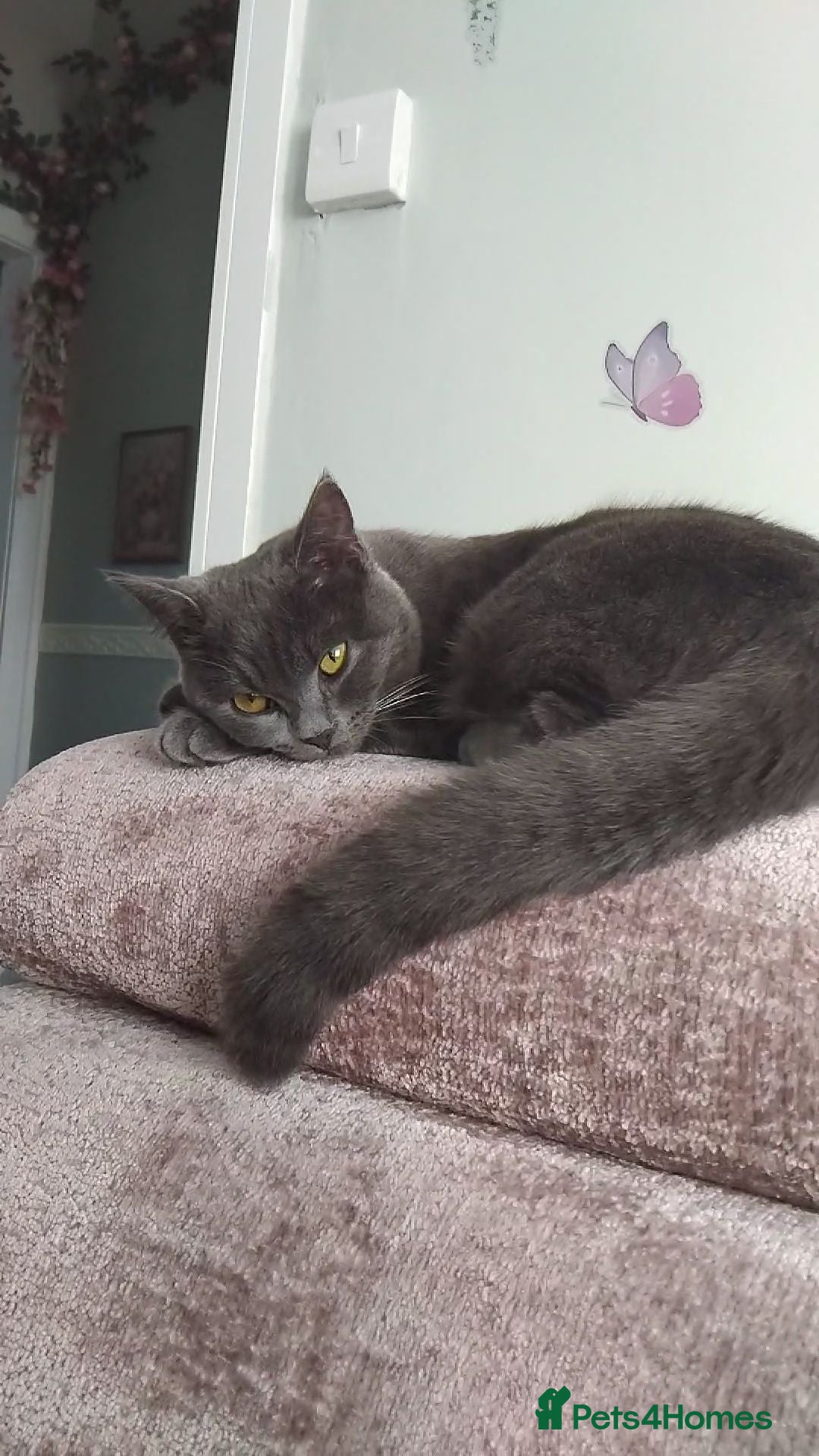 Russian Blue cats Russian blue x British Shorthair  - Advert 1