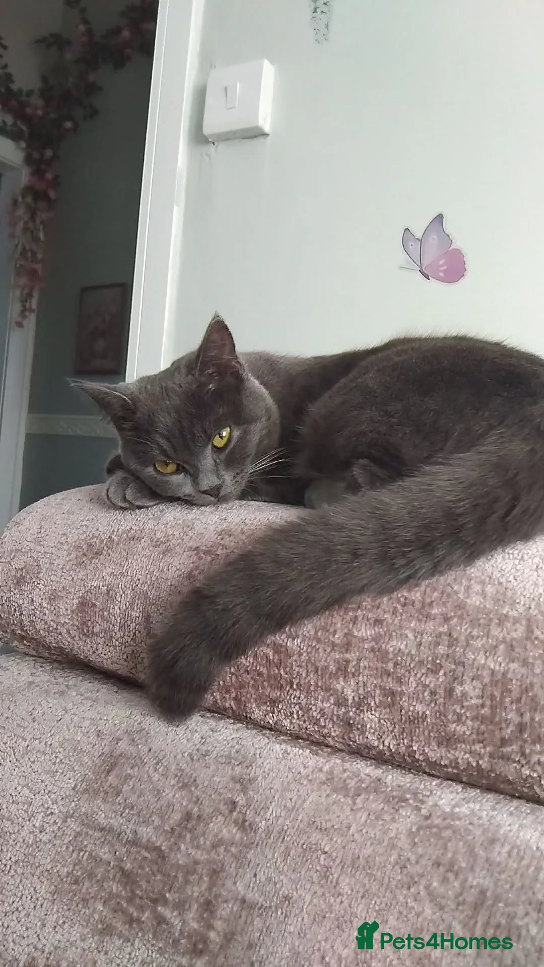 Russian Blue cats for sale: Russian blue x British Shorthair  - Advert 1