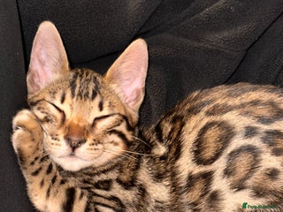 Bengal cats Brown bengal kitten - Advert 10