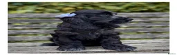 Cocker Spaniel dogs for sale: Quality KC Registered Show Cocker spaniel pippies - Advert 7