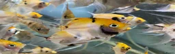 Angelfish fish for sale: Angelfish  - Advert 7