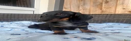 Dachshund dogs for sale: Dachshund  - Advert 11