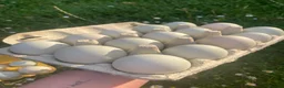 Ducks poultry for sale: Pure Indian Runner Ducklings + Fertile Eggs - Advert 12