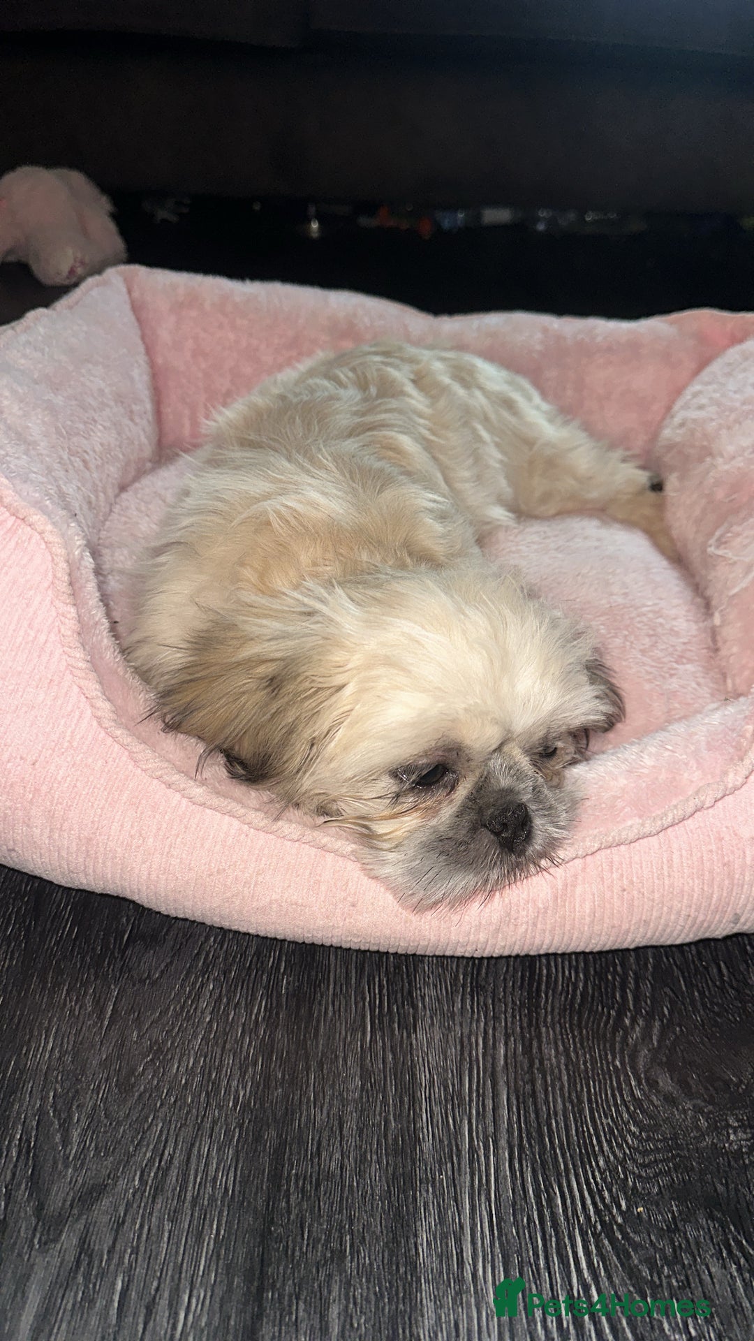 Shih Tzu dogs for sale: ONE PUPPY AVAILABLE READY NOW - Advert 4
