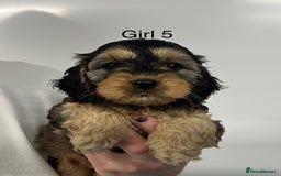 Cockapoo dogs for sale: Stunning Cockapoo Puppies - DNA tested parents - Image 3
