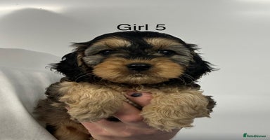 Cockapoo dogs - Advert 3